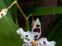 Weißrot gefleckte Orchidee im Tropenhaus